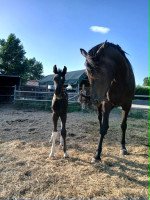 Vente de cheval : Qanjari de l'Orgris